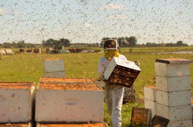 Peter Nelson and Sally Roy discuss their film, The Pollinators, on the Blister Podcast. They discuss the current status of bees, why it very much matters, monoculture, why bees are dying, soil, and much more