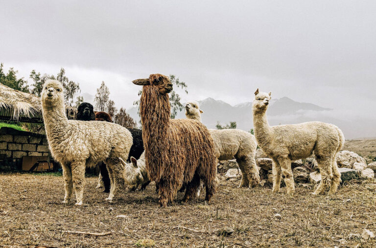 alpaca arms of the andes