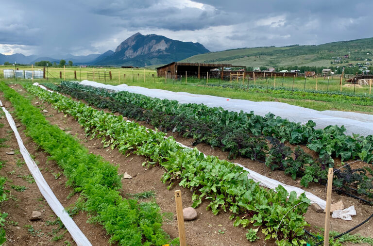 On the Blister Podcast, Jonathan and Kara respond to a listener’s question about what local food is and how you can support it; how to grow food in cold places; chicken tractors and therapy chickens; and how a robust local food system keeps our mountain towns healthier.