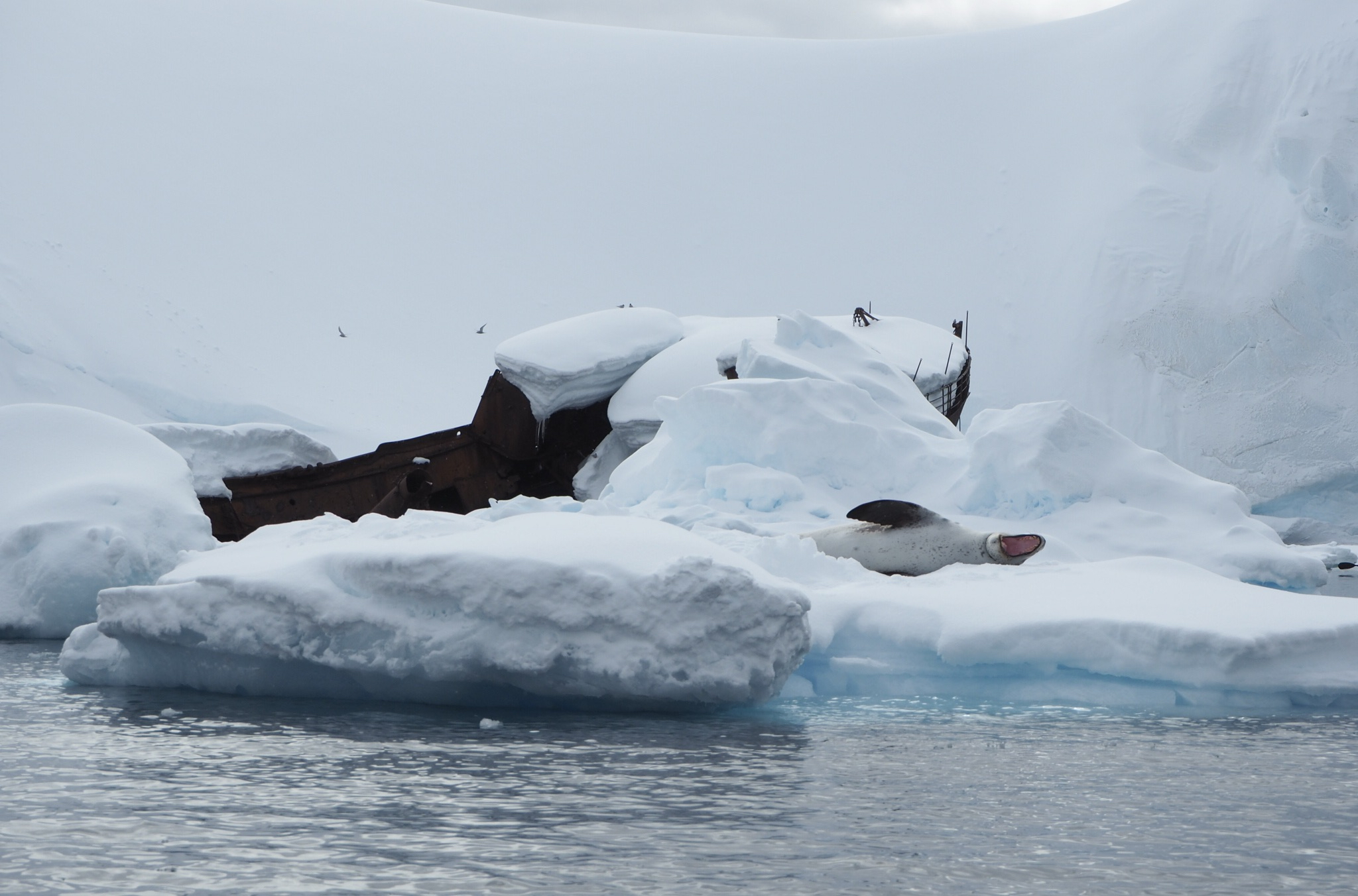A resting leopard seal (photo by Zach Husted)