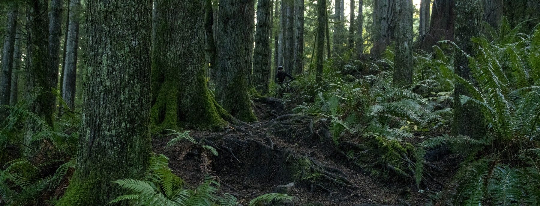 Blister MTB Brake Shootout