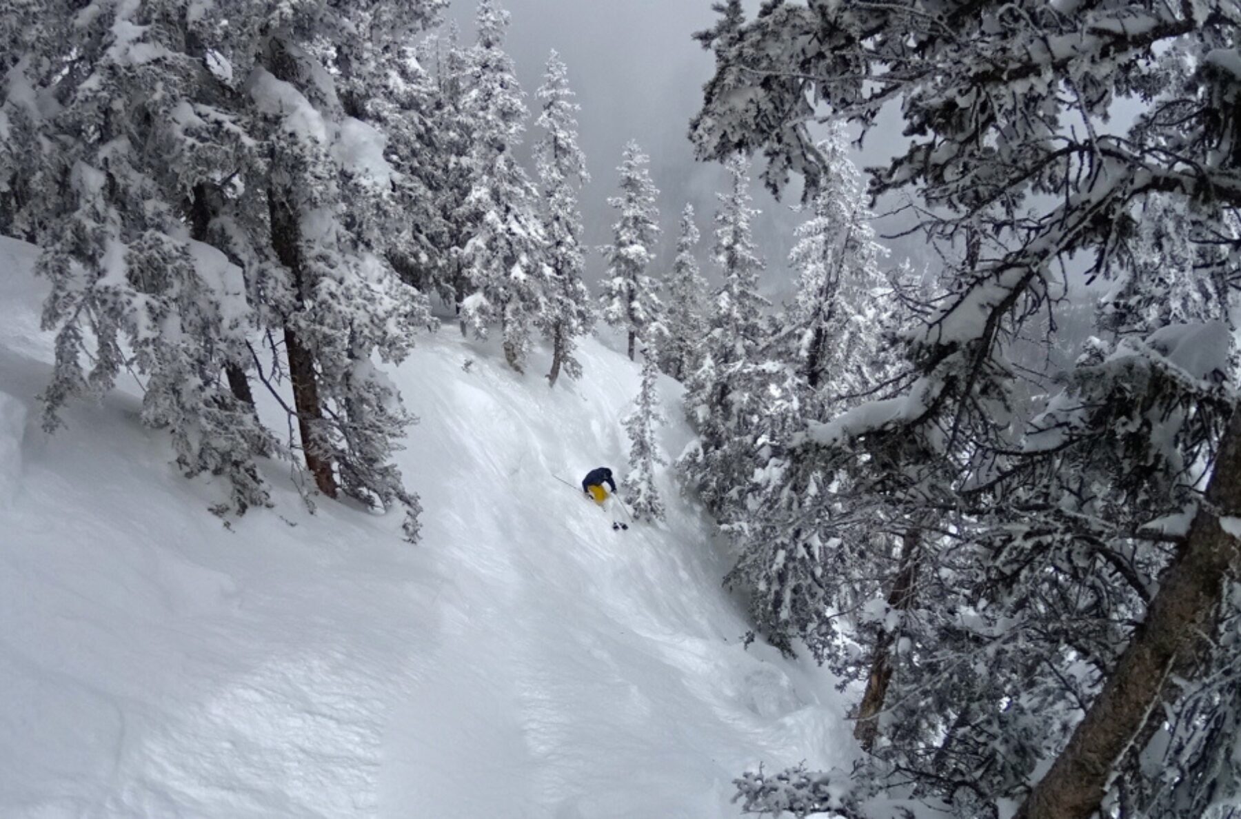 Powder Ski Comparisons: Old vs New vs What Should Be Next? (Ep.320)