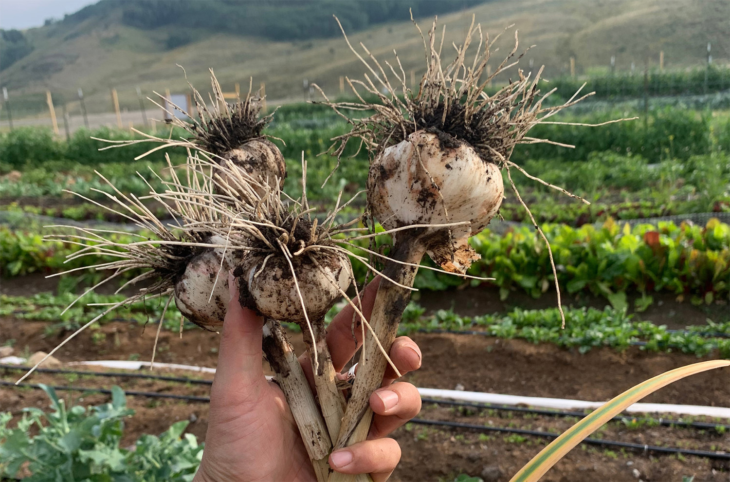 On our CRAFTED podcast, Jonathan talks with Kara Williard and Eli Brown about one of the oldest cultivated crops in the world. We discuss hardneck garlic vs softneck garlic; how to grow garlic; its medicinal properties; black garlic; garlic honey; and yes … vampires.