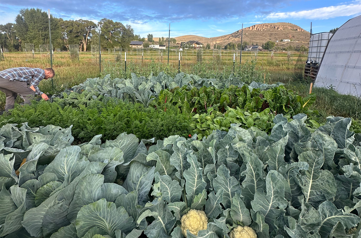 On our CRAFTED podcast, Jonathan talks with Kara Williard and Eli Brown about one of the oldest cultivated crops in the world. We discuss hardneck garlic vs softneck garlic; how to grow garlic; its medicinal properties; black garlic; garlic honey; and yes … vampires.