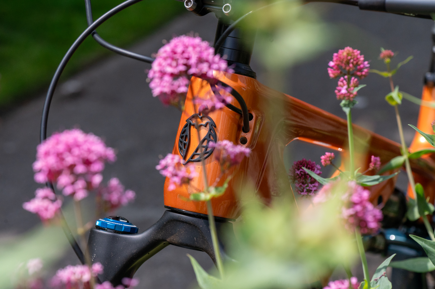 David Golay reviews the Salsa Blackthorn for Blister