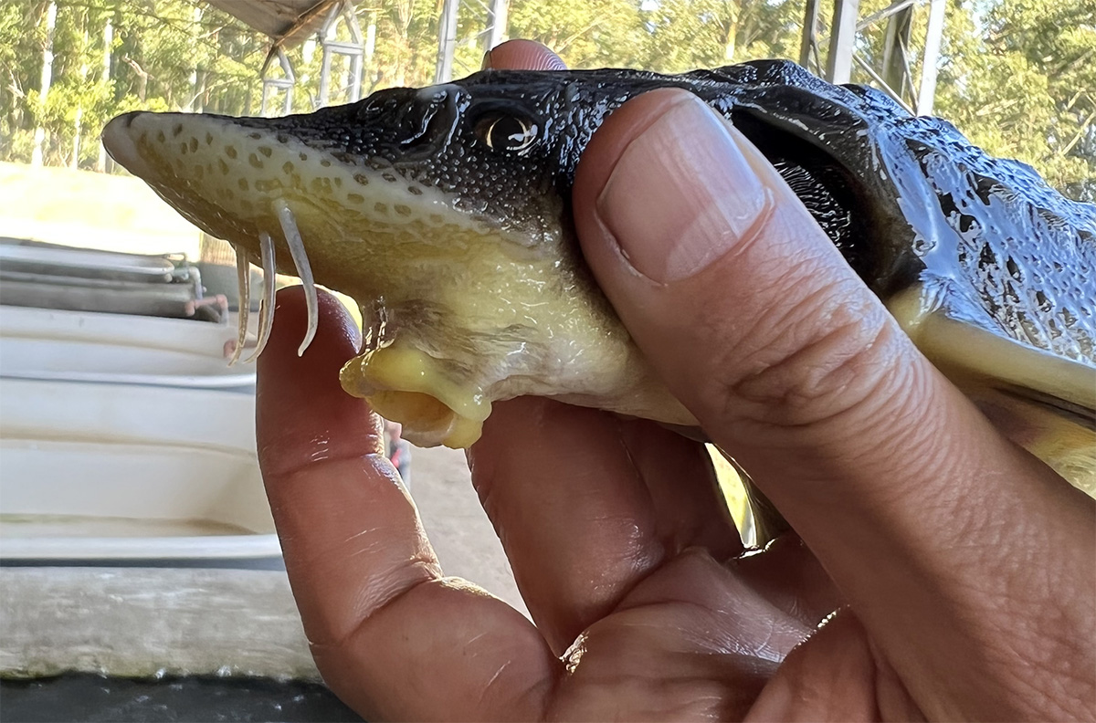 1-year-old Gueldenstaedtii (i.e., Sturgeon)